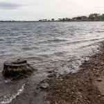 Portugal, Alentejo. 2009. Chopped cork oak tree in the artificial lake of Alqueva. The once natural river Guadiana was transformed in 2001 into the largest lake in Europe.