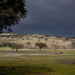 Portugal, Alentejo, near Portalegre 2016. Landscape with cork oaks.