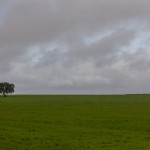 Portugal, Alentejo, near Veiros. 2009. Cork oak.