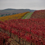 Portugal, Alentejo, near Terena. 2009. Vineyard in autumn colours.