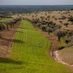 Portugal, Alentejo, near Serpa. 2011. Landscape with olive and cork trees.