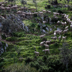 Portugal, Alentejo. 2011. Campánica sheep in a valley near Santana de Gambas