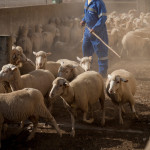 Portugal, Alentejo, Corte Gafe de Cima. 2012. A farm worker gathers sheep of the widespread Portuguese Campánica breed.