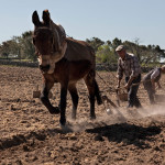 Portugal, Alentejo, Alvarroes. 2011. Farmer José Bengala and his wife Antónia still use animal traction to plant potatoes.