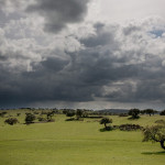 Portugal, Alentejo, near Monforte. 2016. Landscape with cork oaks.