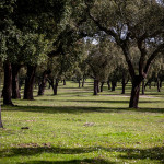 Portugal, Alentejo, near Portalegre. 2009. Cork oak plantation.