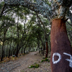 Portugal, Alentejo. Near Marvão. 2008. Stripped cork oaks. Harvested in 2007, this lot will be ready for the next harvest within ten years.