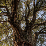 Portugal, Alentejo, near Alvarrões. 2008. Cork oak.