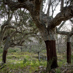 Portugal, Alentejo, near Castelo de Vide. 2016, Harvested cork oaks.