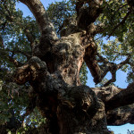 Portugal, Alentejo, near Castelo de Vide. 2015. An old but still productive cork oak.