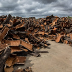 Portugal, Algarve, São Braz de Alportel. 2013. The NovaCortiça cork factory. Harvested cork on the factory's grounds.