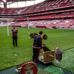 Portugal, Lisbon. 2016. The training of the eagles, the club's mascots In the stadium of the famous football club 'Sport Lisboa e Benfica'.