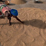 Guinea-Bissau, Catanhez, Cadique. 2008. Rice harvest.