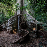 Guinea-Bissau, Cantanhez, Iemberem. 2013. A 'poilão', silk-cotton tree with extraordinary roots in the Lautchande forest, part of the vast Cantanhez tropical forest in the southern province of Tombali.