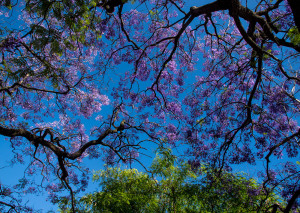 Portugal, Lisbon, near Largo do Rato. June 2014. A Jacaranda tree in full bloom.