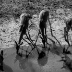 Botswana, Moremi Natural Reserve. 1994. Drinking Impalas.