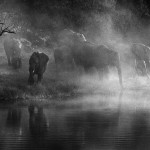 Botswana, river Chobe. 1996. Elephants drink from the river at sunset.