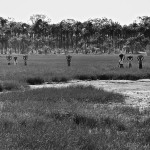 Guinea-Bissau, K3 village, at the outer marshes of the Cacheu river. 2005. Women carry silt to the village where they will filter and boil the silt and extract salt to generate income.