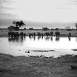 Zimbabwe. Near Dete. 1994. Elephants drink from a water hole at Hwange National Park at dusk.