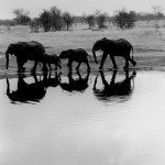 Zimbabwe. Near Dete. 1994. Elephants pass a water hole at Hwange National Park at twilight.